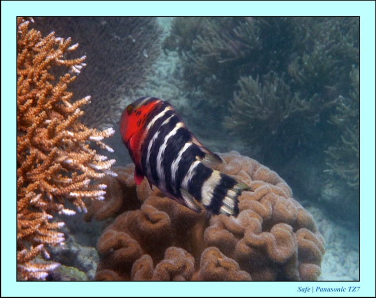 2009    07    Manatabuan 14